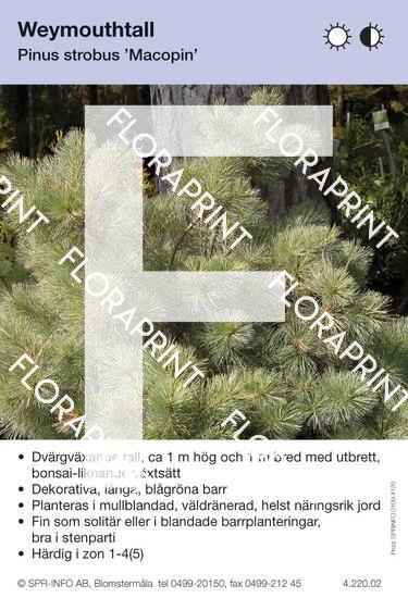 Pinus strobus Macopin