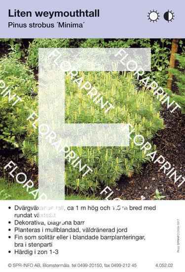 Pinus strobus Minima