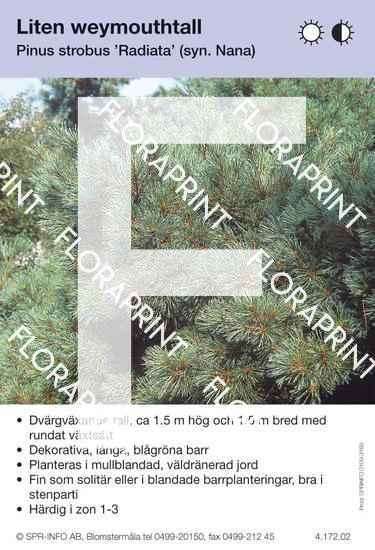 Pinus strobus Radiata (syn. Nana)