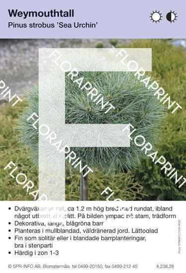 Pinus strobus Sea Urchin