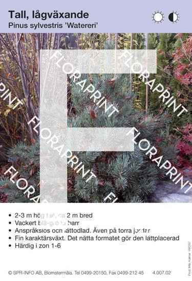 Pinus sylvestris watereri