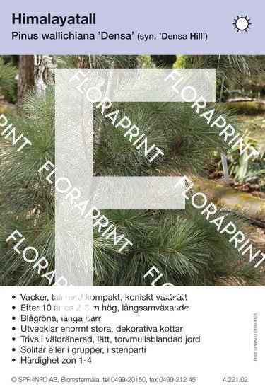 Pinus wallichiana Densa Hill