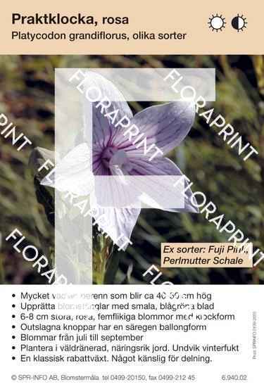 Blomkort s 2641-2690.indd Platycodon grandiflorus, allm rosa (sorter:)