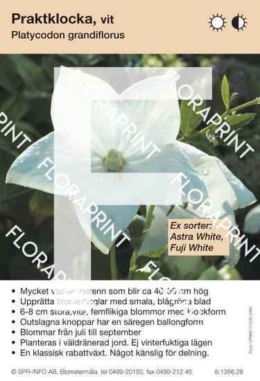 Platycodon grandiflorus, allm vit (sorter:)