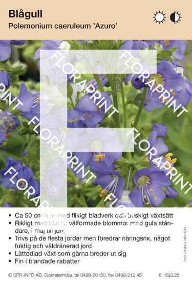 Polemonium caeruleum Azuro