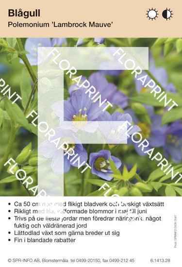 Polemonium caeruleum Lambrock Mauve