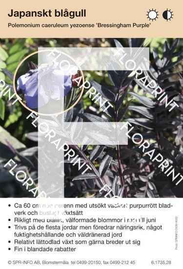 Polemonium caeruleum yezoense Bressingham Purple