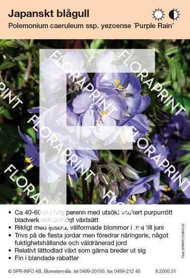 Polemonium caeruleum yezoense Purple Rain