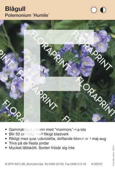 Polemonium Humile