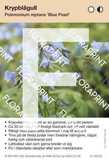 Polemonium reptans Blue Pearl