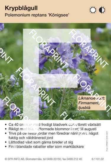 Polemonium reptans Königsee