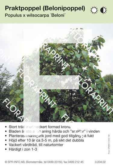 Populus wilsocarpa Beloni