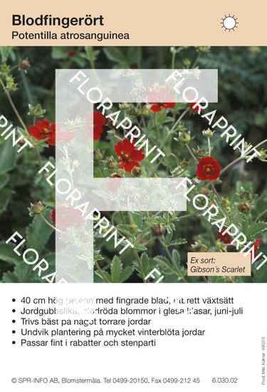 Potentilla atrosanguinea (sorter:)