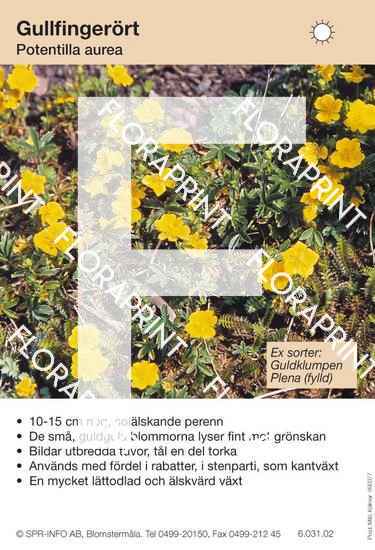 Potentilla aurea (sorter:)