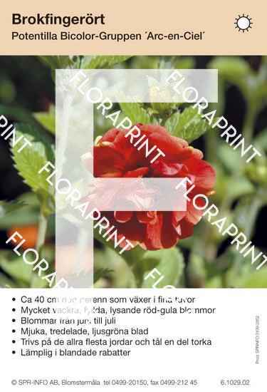 Potentilla Bicolor-Grp Arc-en-Ciel