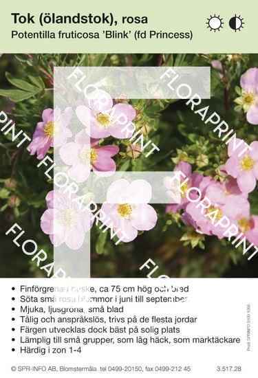 Potentilla fruticosa Blink (Princess)