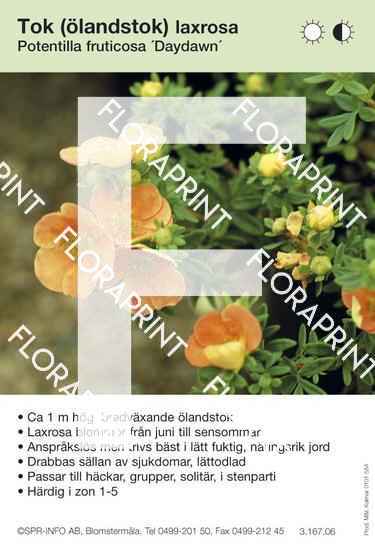 Potentilla fruticosa Daydawn