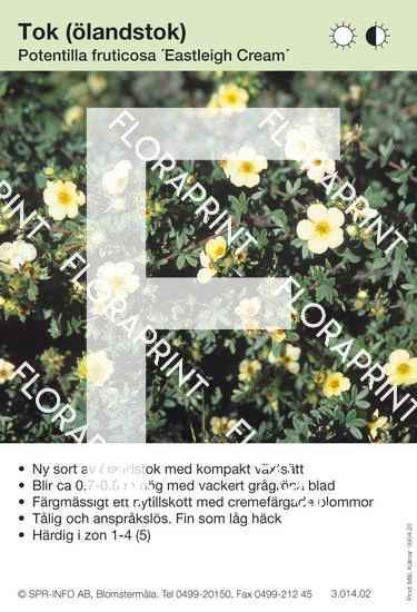 Potentilla fruticosa Eastleigh Cream