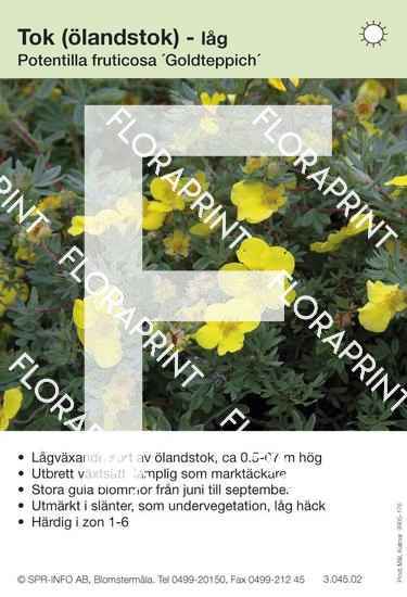 Potentilla fruticosa Goldteppich