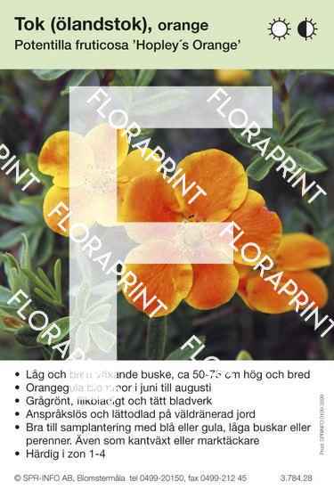 Potentilla fruticosa Hopley´s Orange