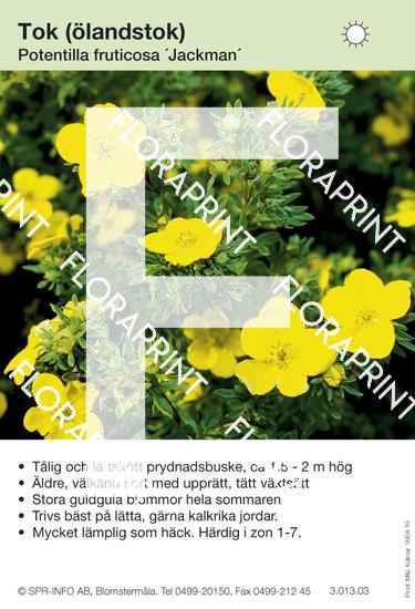 Potentilla fruticosa Jackman's Variety