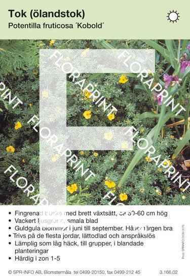 Potentilla fruticosa Kobold