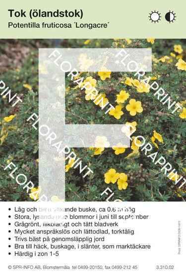 Potentilla fruticosa Longacre