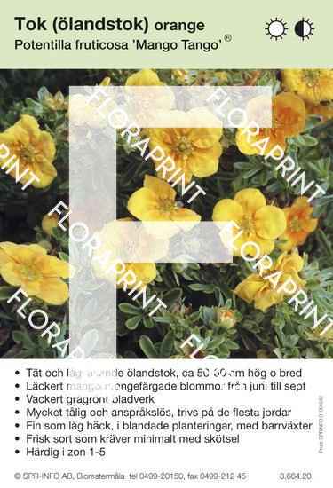 Potentilla fruticosa Mango Tango