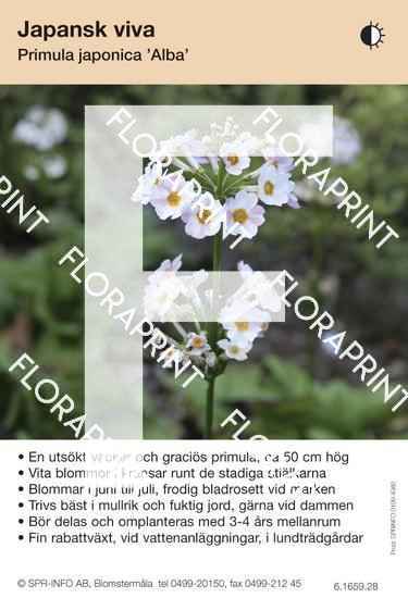 Primula japonica Alba