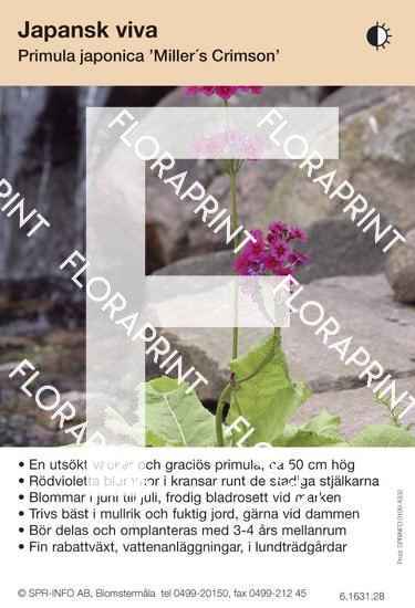 Primula japonica Miller´s Crimson