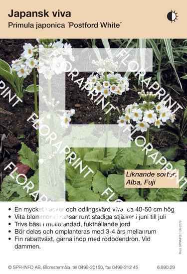 Primula japonica Postford White (sorter:)