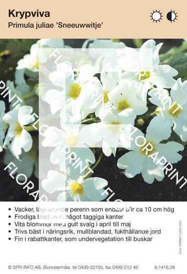 Primula juliae Sneeuwwitje