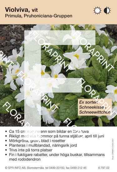 primula_pruhoniciana_grp_allm_vit_sorter Primula Pruhoniciana-Grp allm vit (sorter:)