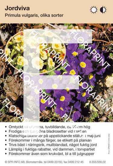 Primula vulgaris, bl färger