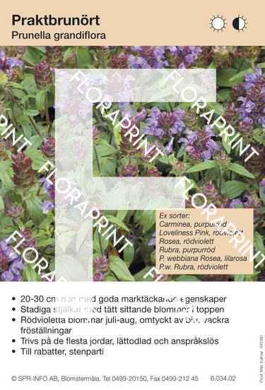Prunella grandiflora (sorter:)