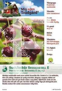 Prunus cerasus SKUGGMORELL E (M.e.t.)