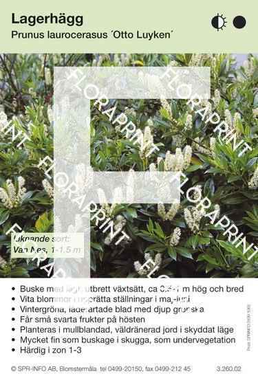 Prunus laurocerasus Otto Luyken (sorter:)