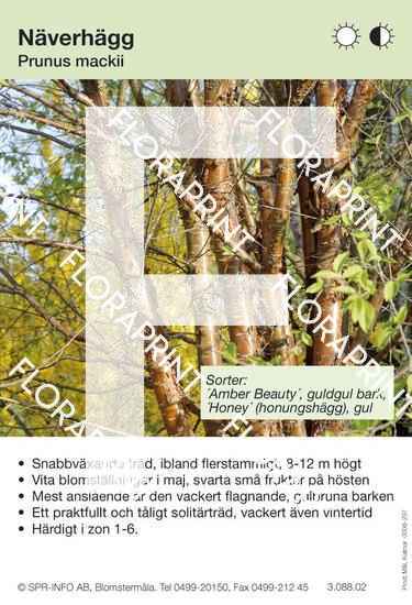 prunus_mackii_sorter Prunus mackii (sorter:)