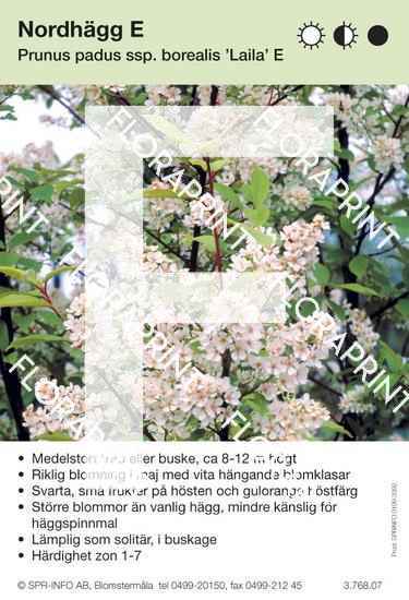 Prunus padus ssp borealis Laila E