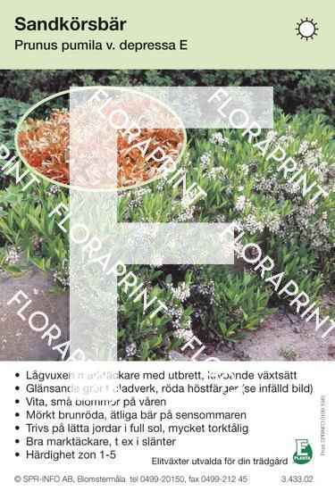 Prunus pumila var. depressa E