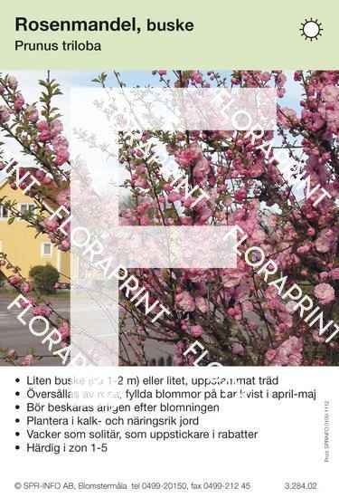 Prunus triloba, buske