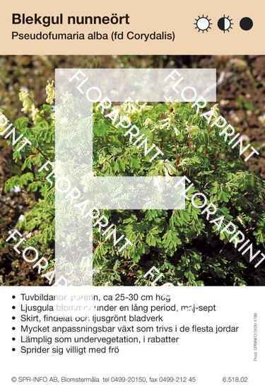 Pseudofumaria (Corydalis) alba