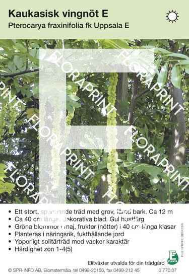 Pterocarya fraxinifolia fk Uppsala E