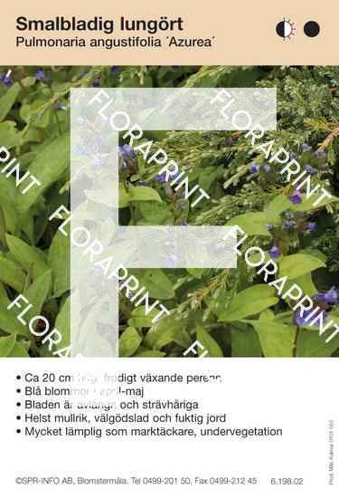 Pulmonaria angustifolia Azurea