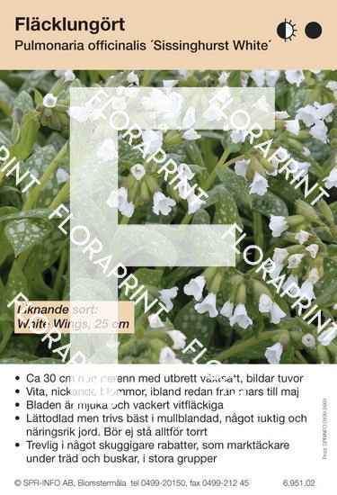 pulmonaria_officinalis_sissinghurst_white_likn_sort Pulmonaria officinalis Sissinghurst White (likn sort:)