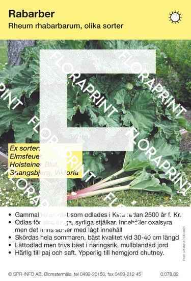 rabarber_allmaen Rabarber allmän