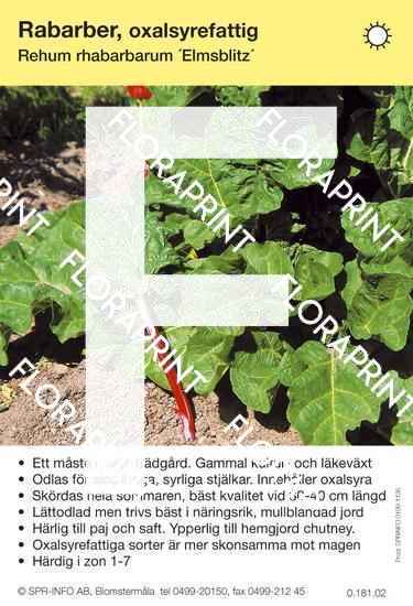 Rabarber Elmblitz