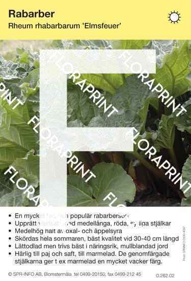 Rabarber Elmsfeuer