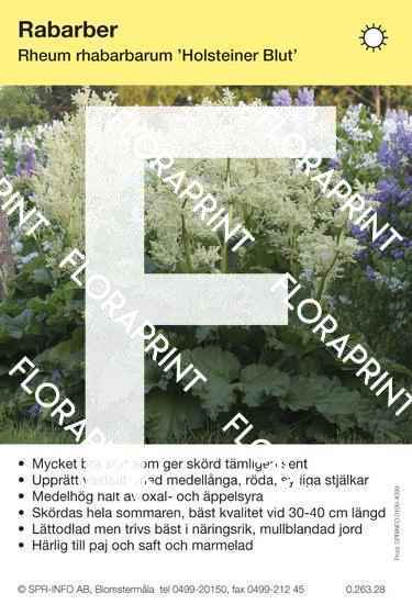 Rabarber Holsteiner Blut