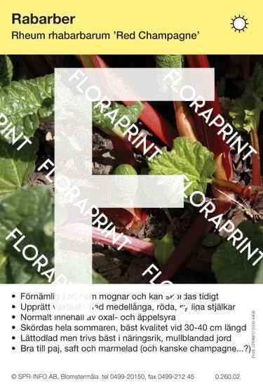 Rabarber Red Champagne